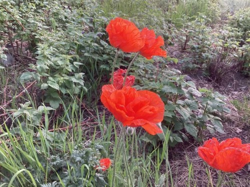 656 Royalite Way Se, Diamond Valley, AB - Outdoor