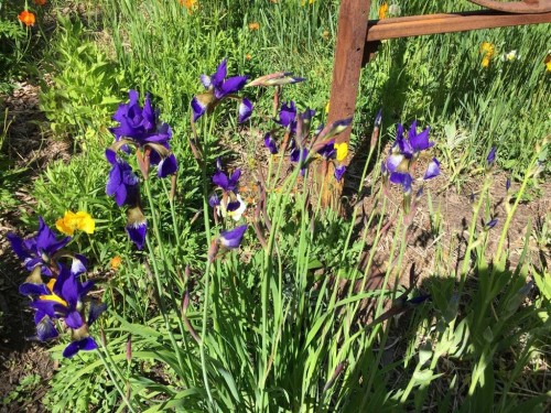 656 Royalite Way Se, Diamond Valley, AB - Outdoor