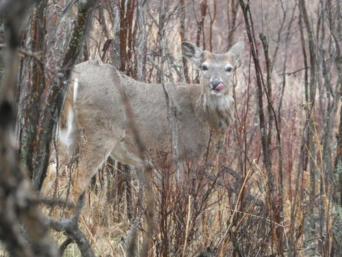 741 Sandringham Place Nw, Calgary, AB -  With View