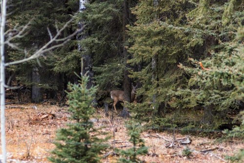 Water Valley Twp Rd 294A, Rural Mountain View County, AB 