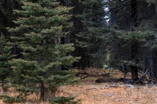 Water Valley Twp Rd 294A, Rural Mountain View County, AB 