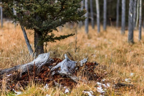 Water Valley Twp Rd 294A, Rural Mountain View County, AB 