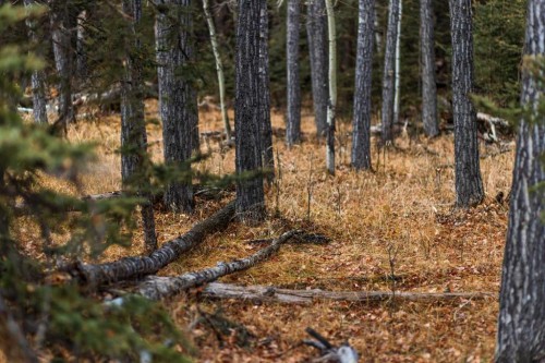 Water Valley Twp Rd 294A, Rural Mountain View County, AB 