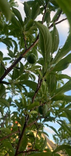 201 Aspenmere Way, Chestermere, AB - Outdoor With View