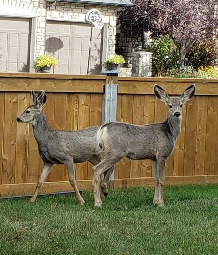 200 Cimarron Drive, Okotoks, AB - Outdoor