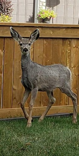 200 Cimarron Drive, Okotoks, AB - 