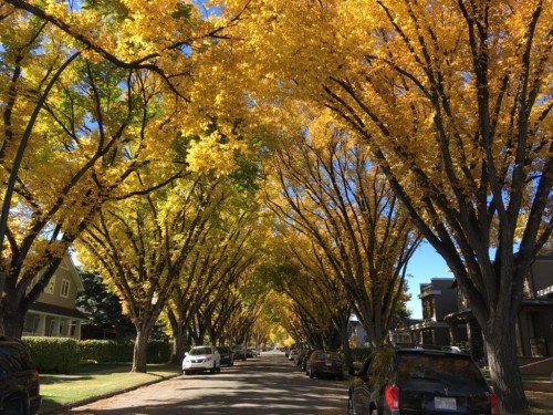 506 19 Avenue Nw, Calgary, AB - Outdoor