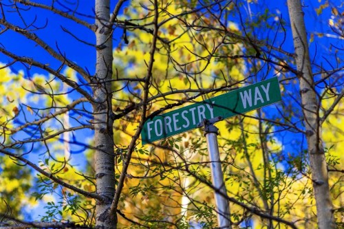 231031 Forestry Way, Bragg Creek, AB - Outdoor With View