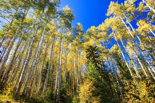 231031 Forestry Way, Bragg Creek, AB - Outdoor With View