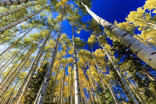 231031 Forestry Way, Bragg Creek, AB - Outdoor With View