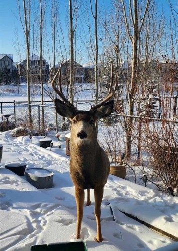 43 Ranchers Crescent, Okotoks, AB - Outdoor With View