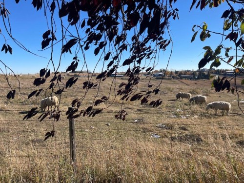 63 Glensummit Close, Cochrane, AB - Outdoor With View