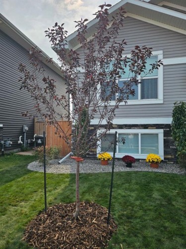 49 Aztec Crescent, Blackfalds, AB - Outdoor