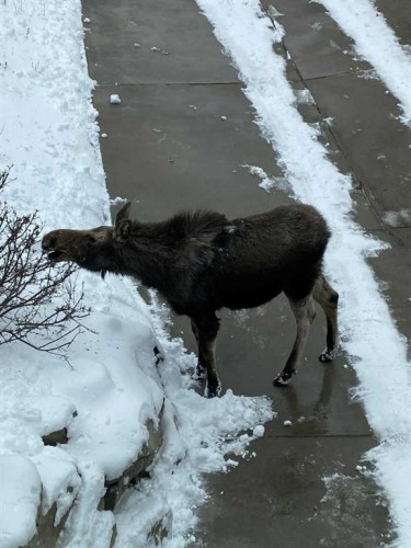 25 Posthill Drive Sw, Calgary, AB 