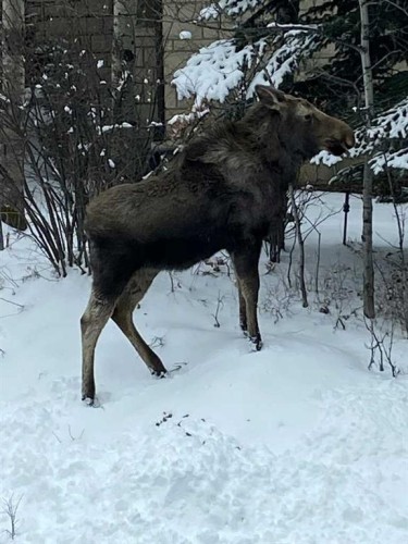 25 Posthill Drive Sw, Calgary, AB 