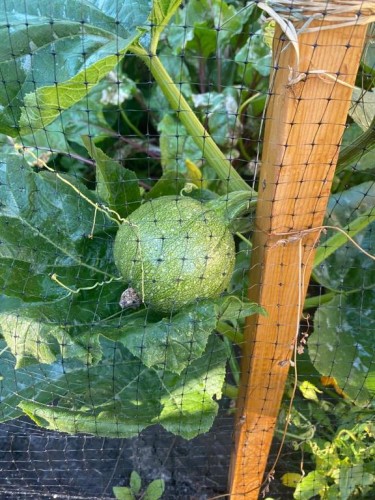 171 Kinniburgh Road, Chestermere, AB - Outdoor