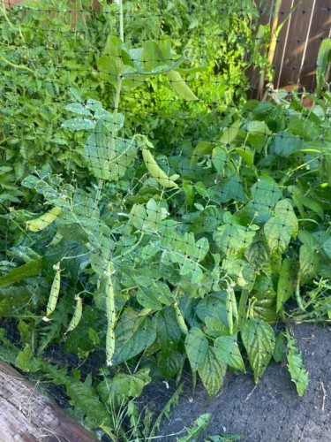 171 Kinniburgh Road, Chestermere, AB - Outdoor