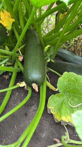 171 Kinniburgh Road, Chestermere, AB - Outdoor