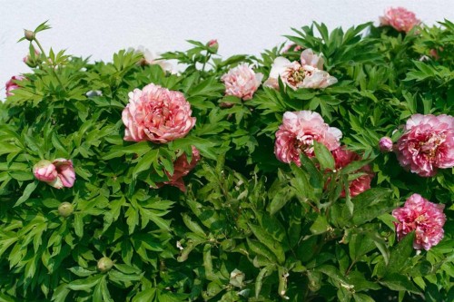 606 9 Avenue Ne, Calgary, AB - Outdoor