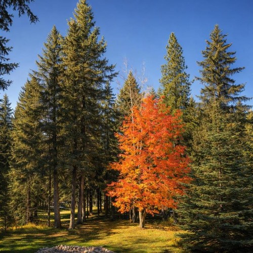 39 Echlin Drive, Bragg Creek, AB - Outdoor With View