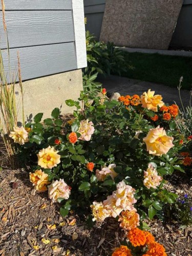 132 Wedgewood Drive Sw, Calgary, AB - Outdoor