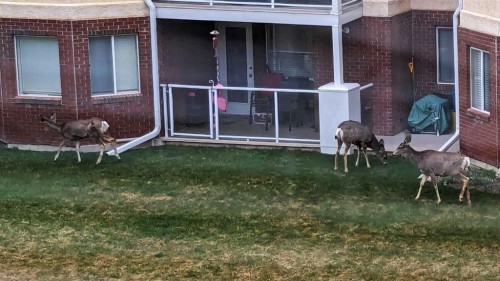 2327-1818 Simcoe Boulevard Sw, Calgary, AB 