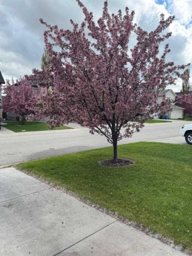 185 Brightonstone Landing Se, Calgary, AB - Outdoor With View