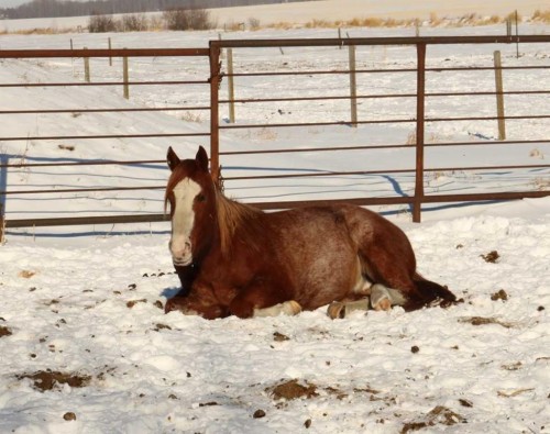 3146 Township Road 360, Rural Red Deer County, AB - Outdoor