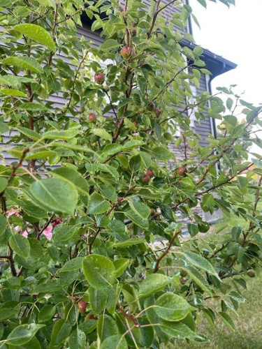 201 Aspenmere Way, Chestermere, AB - Outdoor