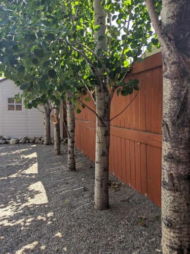 133 Cimarron Drive, Okotoks, AB - Outdoor