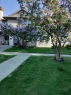 141 Cedar Springs Gardens SW Calgary, AB T2W 5J9