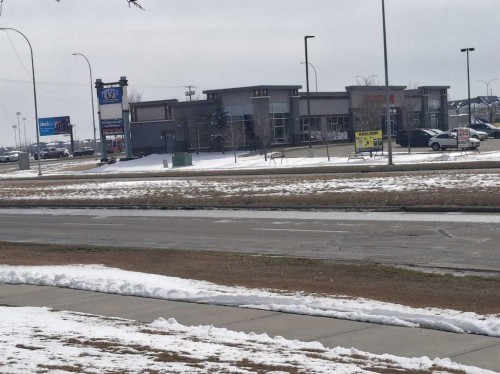 12 Brightoncrest Manor, Calgary, AB - Outdoor