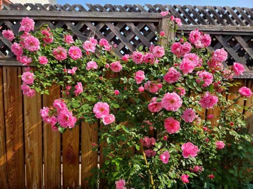 232 Millbank Drive Sw, Calgary, AB - Outdoor