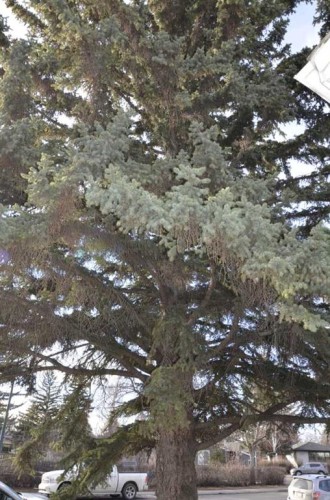 2412 35 Street Se, Calgary, AB - Outdoor