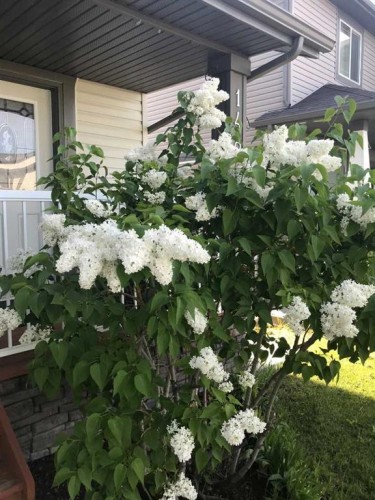 148 Hawkmere Way, Chestermere, AB - Outdoor