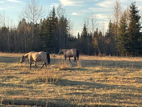 34331 Range Road 41 Road South, Rural Red Deer County, AB 