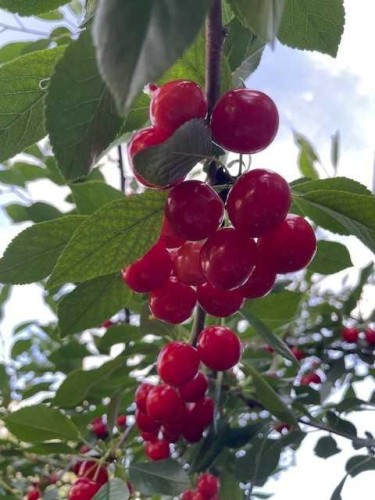 1711 27 Street Sw, Calgary, AB - Outdoor