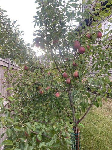 201 Aspenmere Way, Chestermere, AB - Outdoor