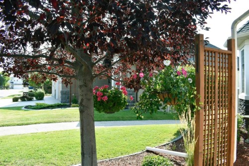 160 Sienna Passage, Chestermere, AB - Outdoor