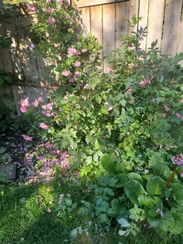 386 Mahogany Terrace Se, Calgary, AB - Outdoor