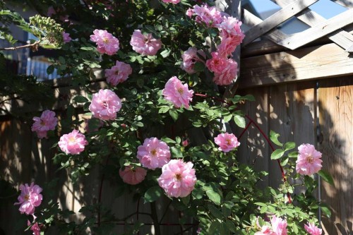 386 Mahogany Terrace Se, Calgary, AB - Outdoor