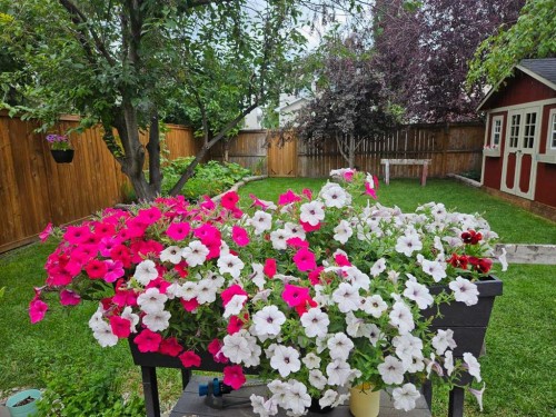 316 Mt Brewster Circle Se, Calgary, AB 