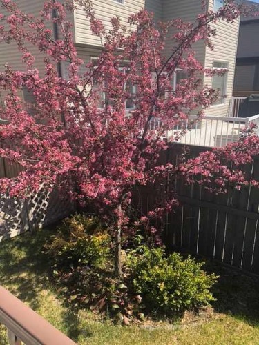 199 Hawkmere Road, Chestermere, AB - Outdoor