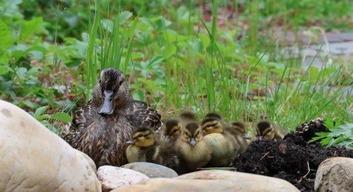 1323 University Drive Nw, Calgary, AB - Outdoor