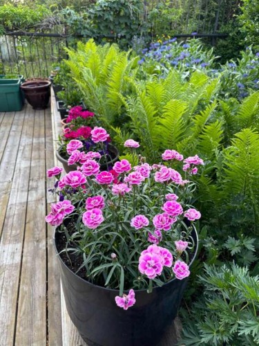 200 Edgemont Estates Drive Nw, Calgary, AB - Outdoor With Deck Patio Veranda