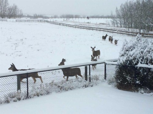 43 Sheep River Heights, Okotoks, AB - Outdoor