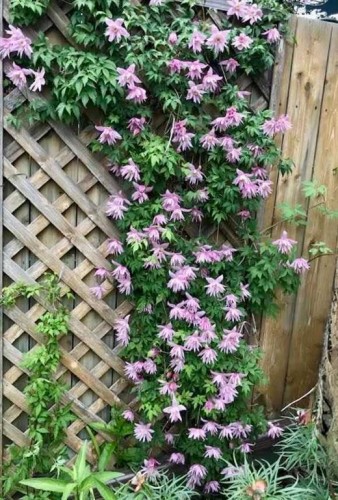 1133 Berkley Drive Nw, Calgary, AB - Outdoor