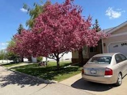 115 Macewan Park Heights NW Calgary, AB T3K 3W6