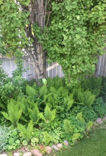 19 Everglade Drive Se, Airdrie, AB - Outdoor