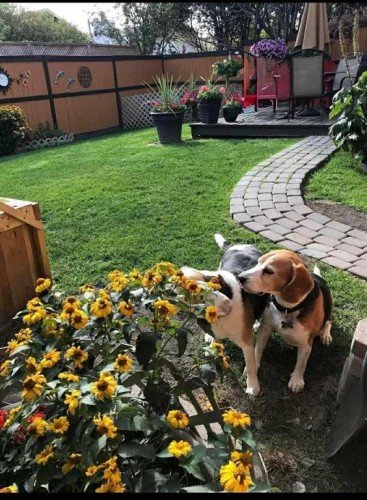 4 Cedargrove Way Sw, Calgary, AB - Outdoor